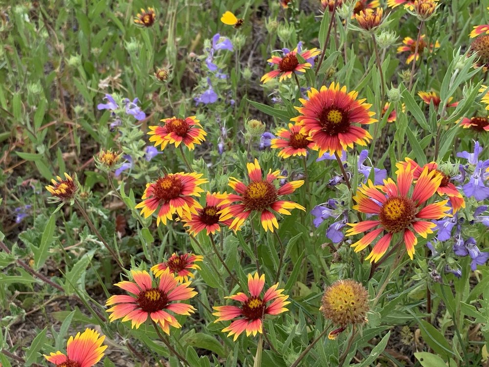   Indian Blanket  and  Engelmann’s Sage  paired up. 