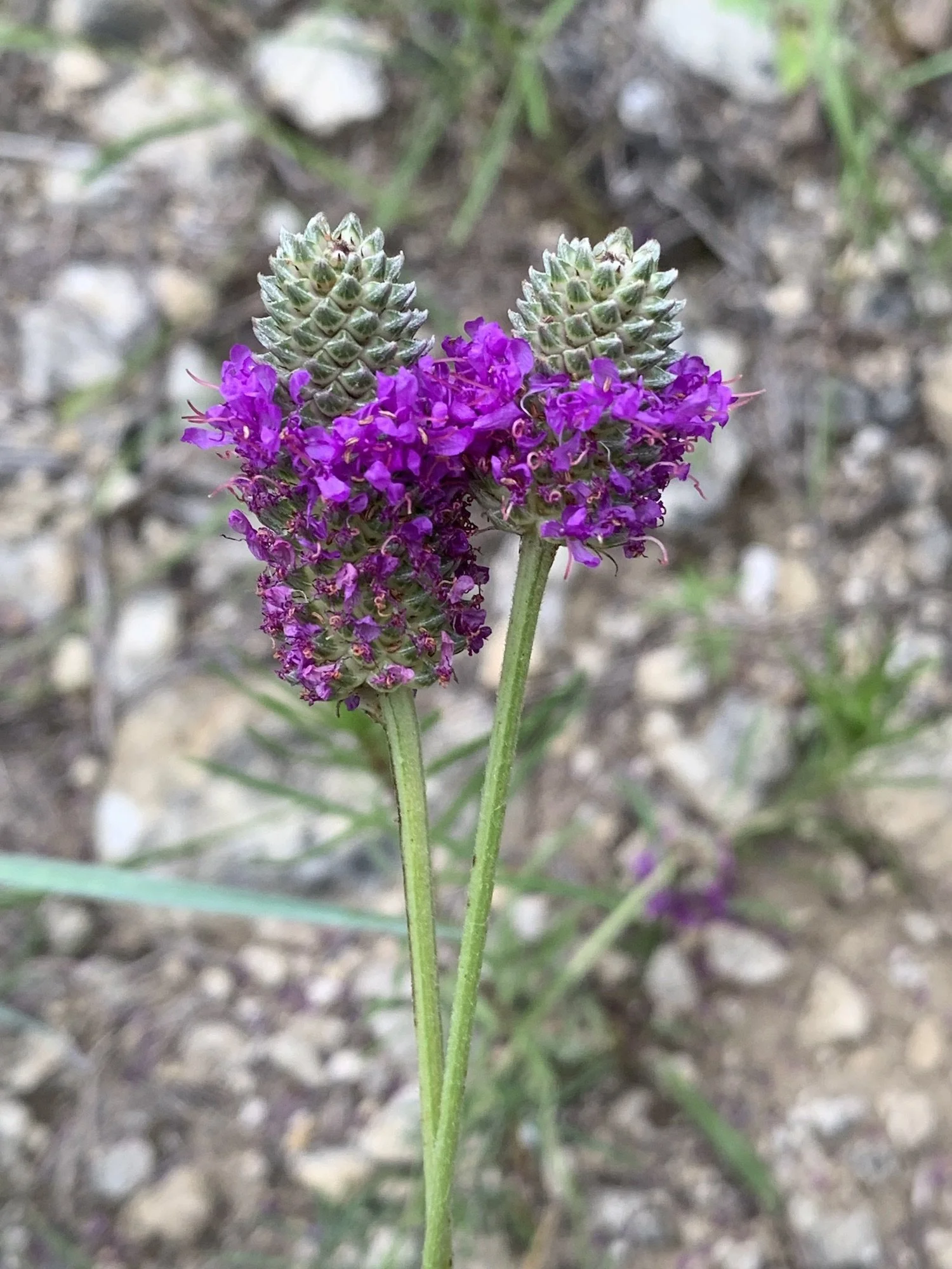 Gobsmacking Prairie — Friends of Tandy Hills