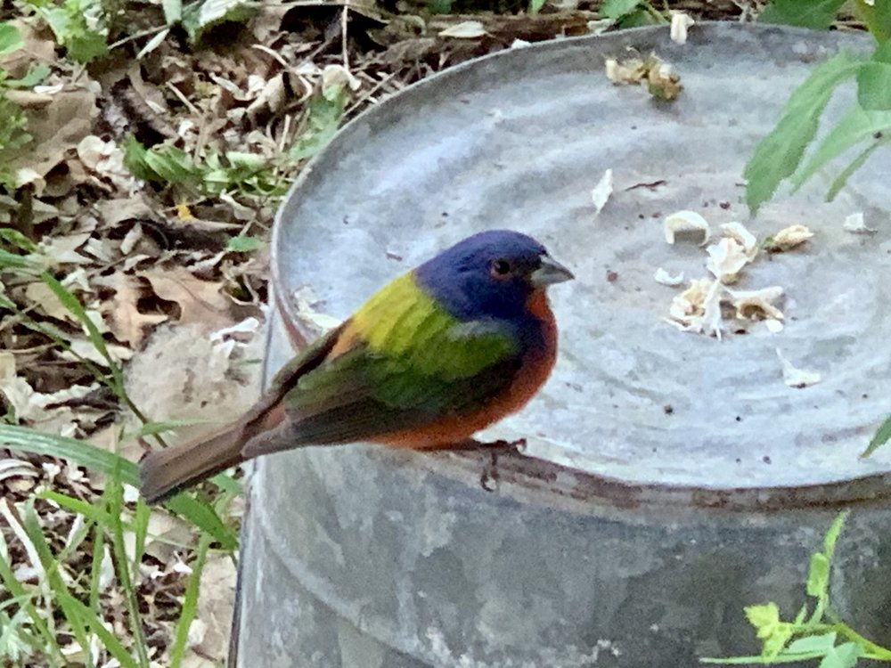  On May 3rd, we just got a very rare visit from a  Painted Bunting . Their songs are often heard at tandy Hills. 