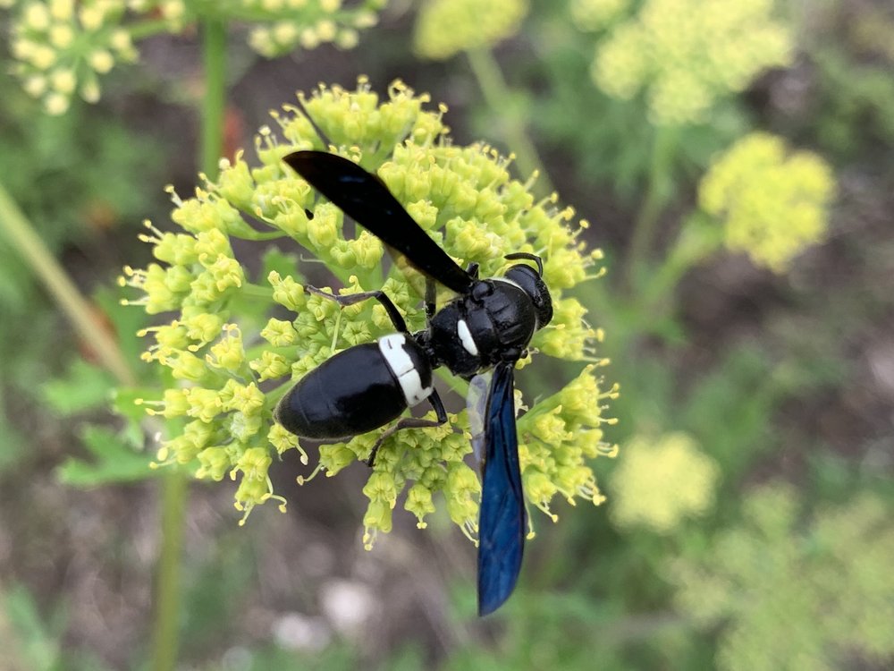   Four-toothed Mason Wasp  