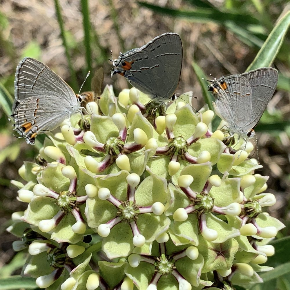   Antelopehorn Milkweed  and  Gray Hairstreak  Butterflies are attracted to each other in large numbers this year. 