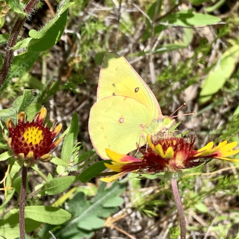  When you have acres of wildflowers you get thousands of butterflies. Tandy Hills has both today. Here's a  Southern Dogface  ( Zerene cesonia ). 
