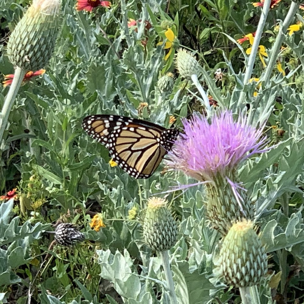   Monarch  feeding on  Wavyleaf Thistle .  