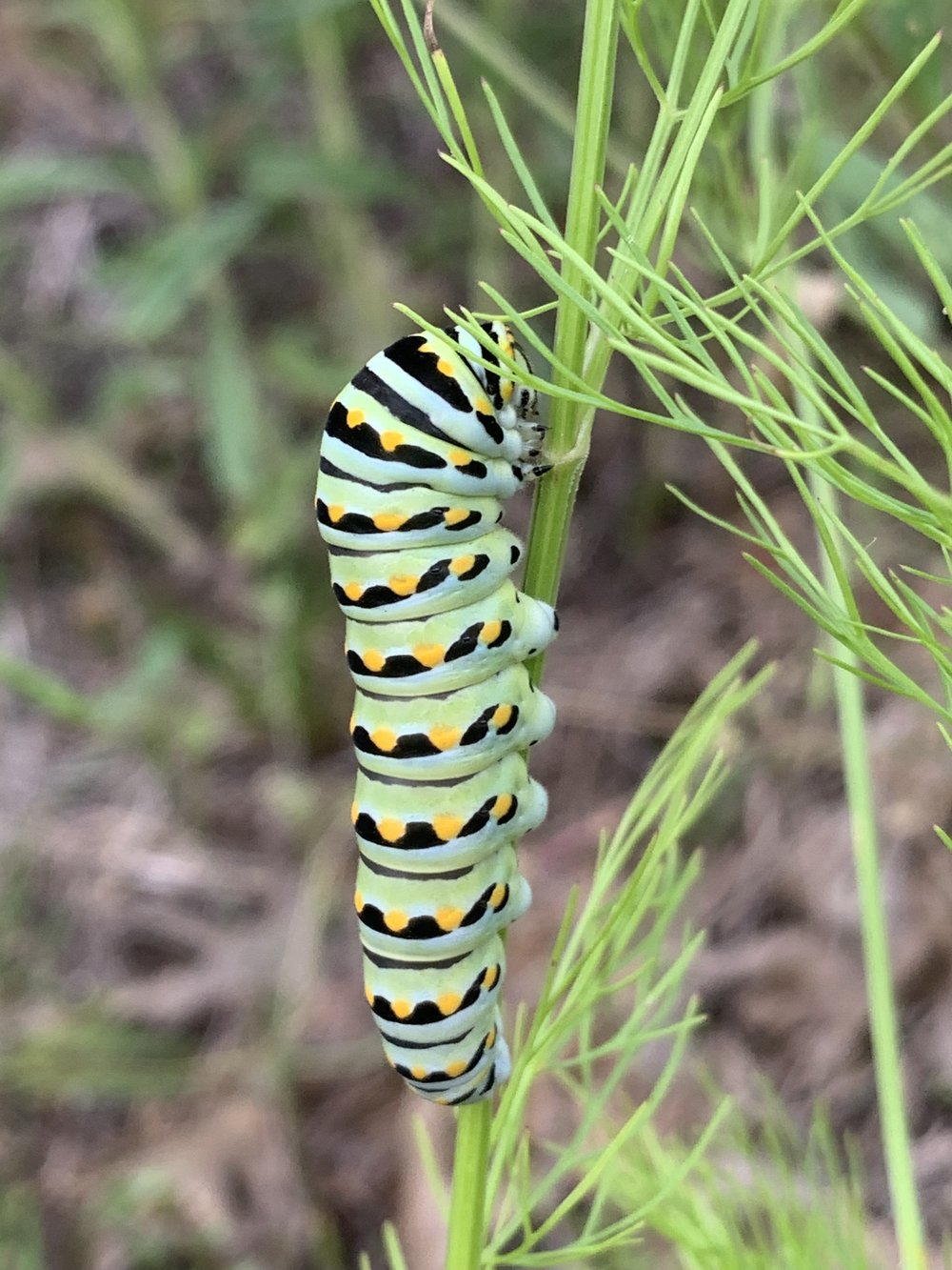   Black Swallowtail Butterfly  caterpillar ( Papilio polyxenes ) 