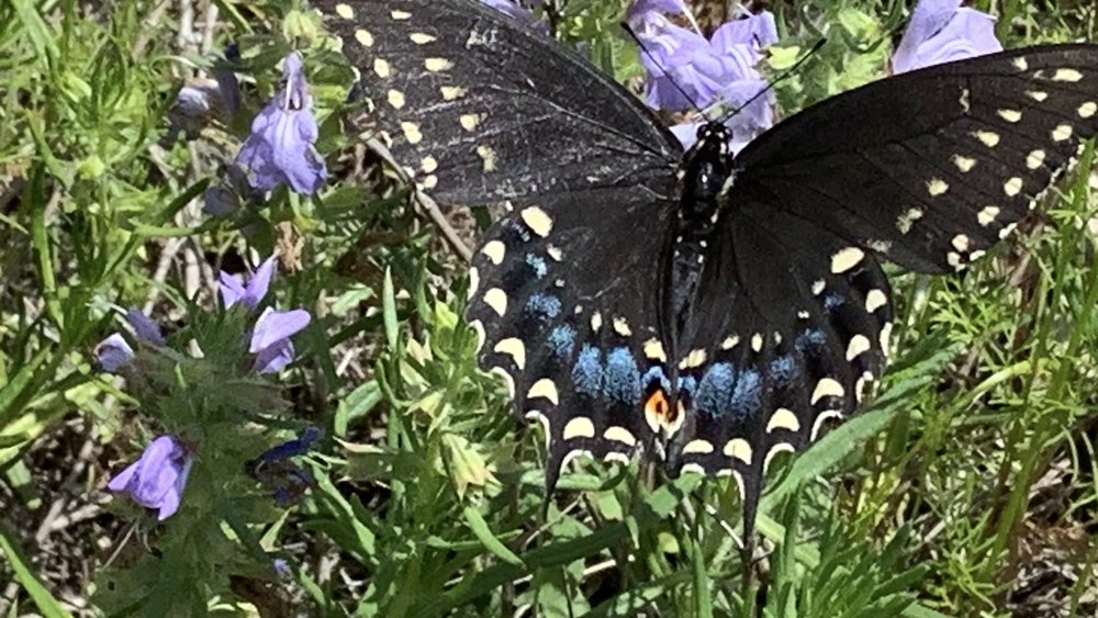  Large numbers of  Black Swallowtail  butterflies are all over the wildflower meadows. 