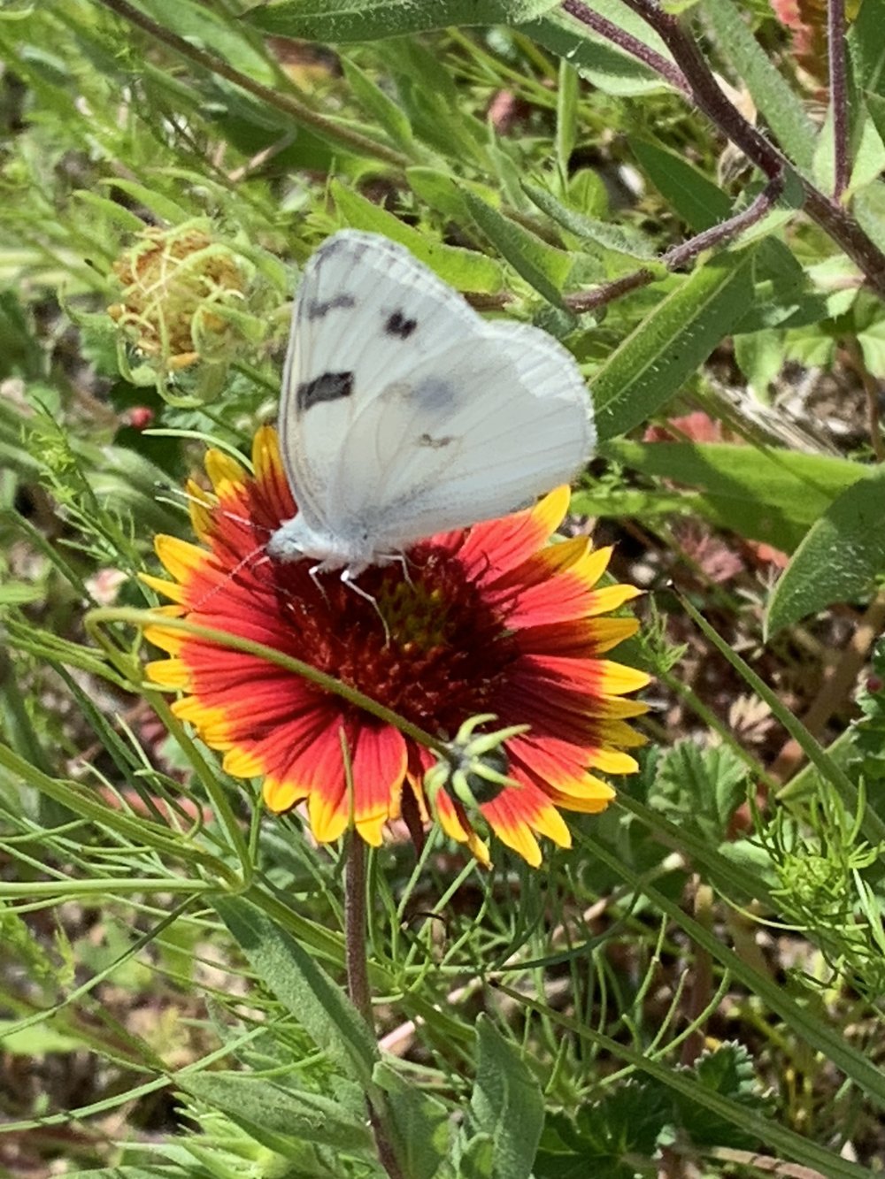   Checkered White  butterfly 