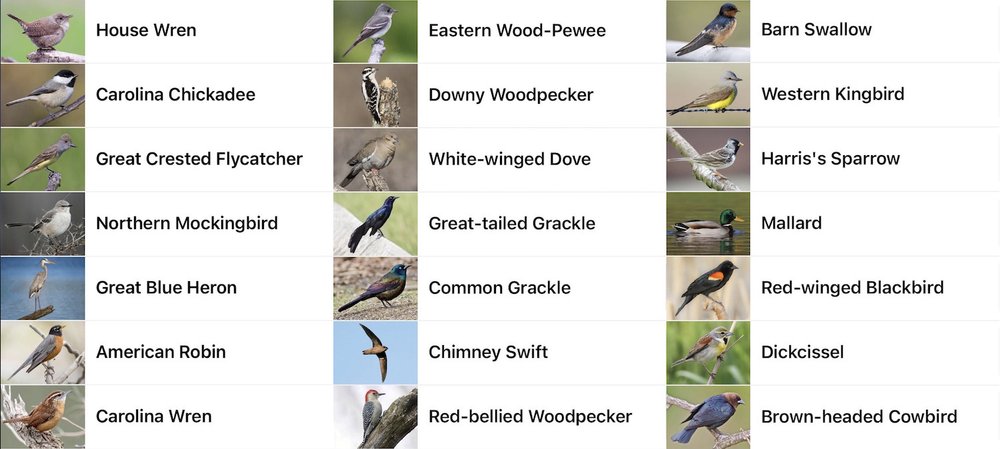  These are just a few of the local and migratory birds that were heard at tandy Hills in May. 