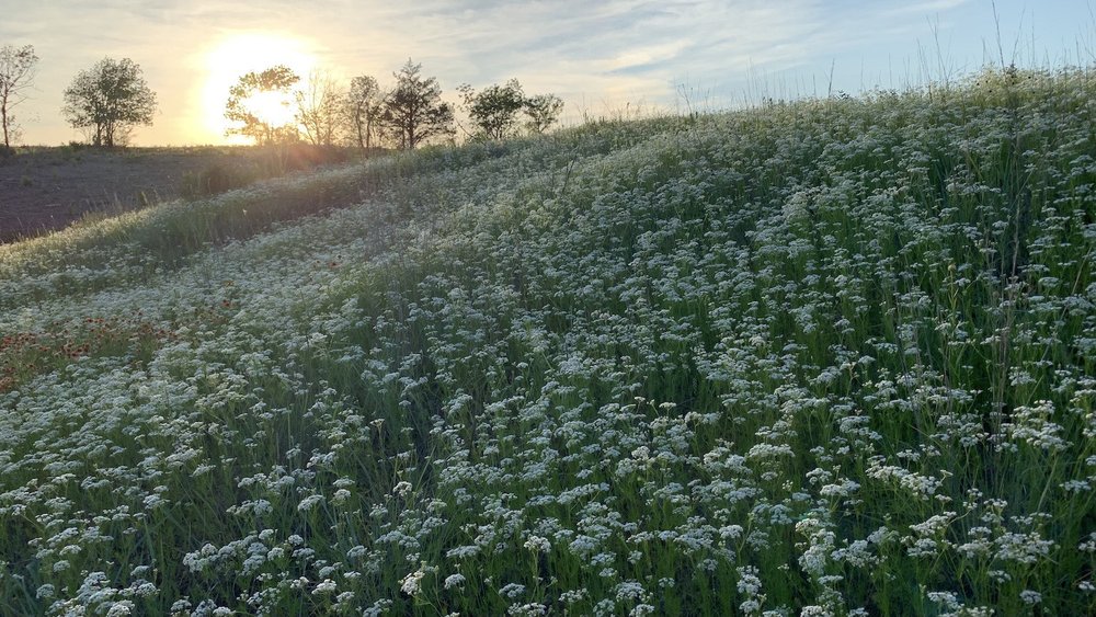  A mystic meadow full of thousands of delicate,  Prairie Bishop . 