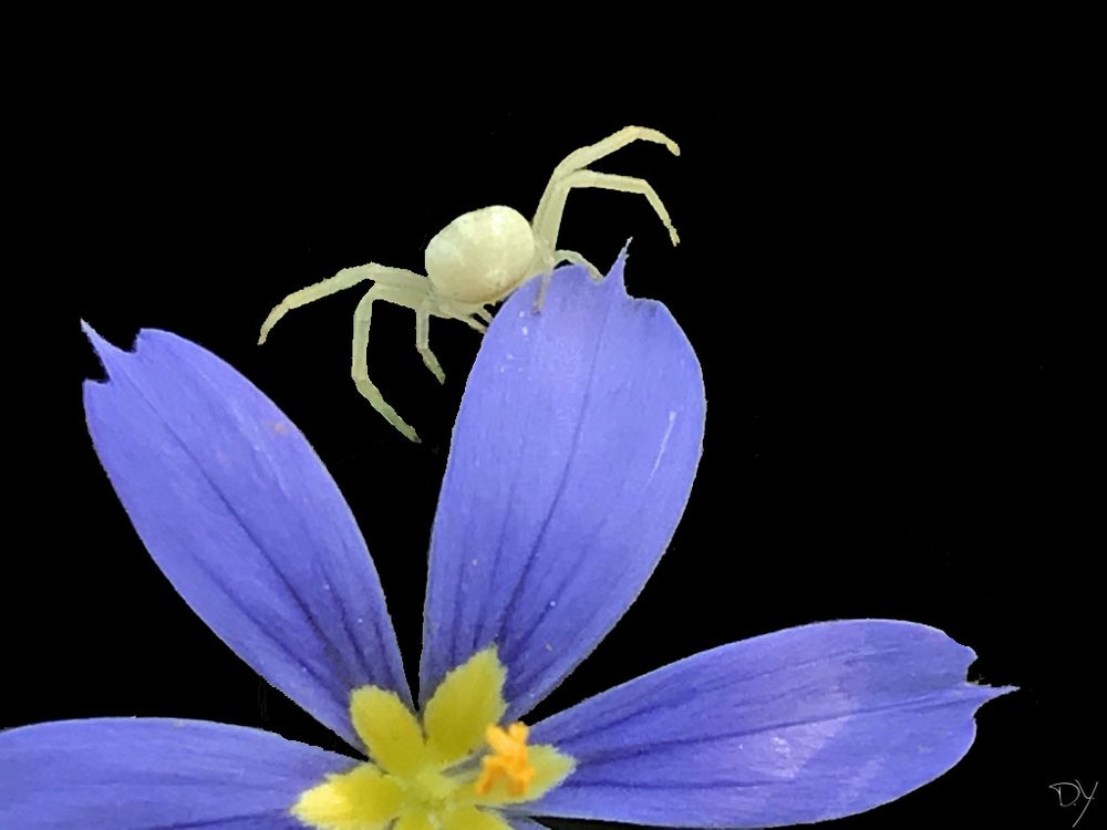   Sword-leaf Blue-eyed Grass   (Sisyrinchium ensigerum)  with  Crab Spider         