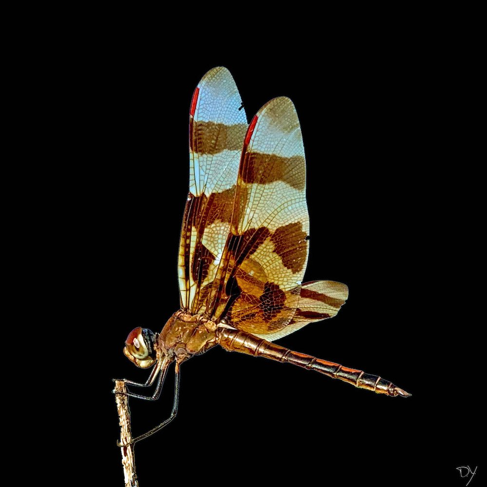   Halloween Pennant Dragonfly   (Celithemis eponina)  