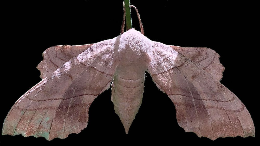   Walnut Sphinx     Moth   (Amorpha juglandis)  