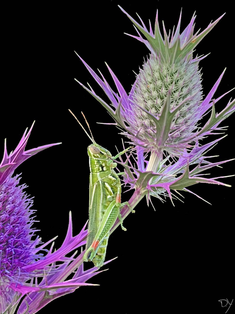   Snakeweed Grasshopper   (Hesperotettix viridis)  on Eryngo 