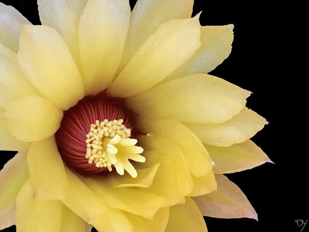   Grooved Nipple Cactus  (Coryphantha  sulcata ) 