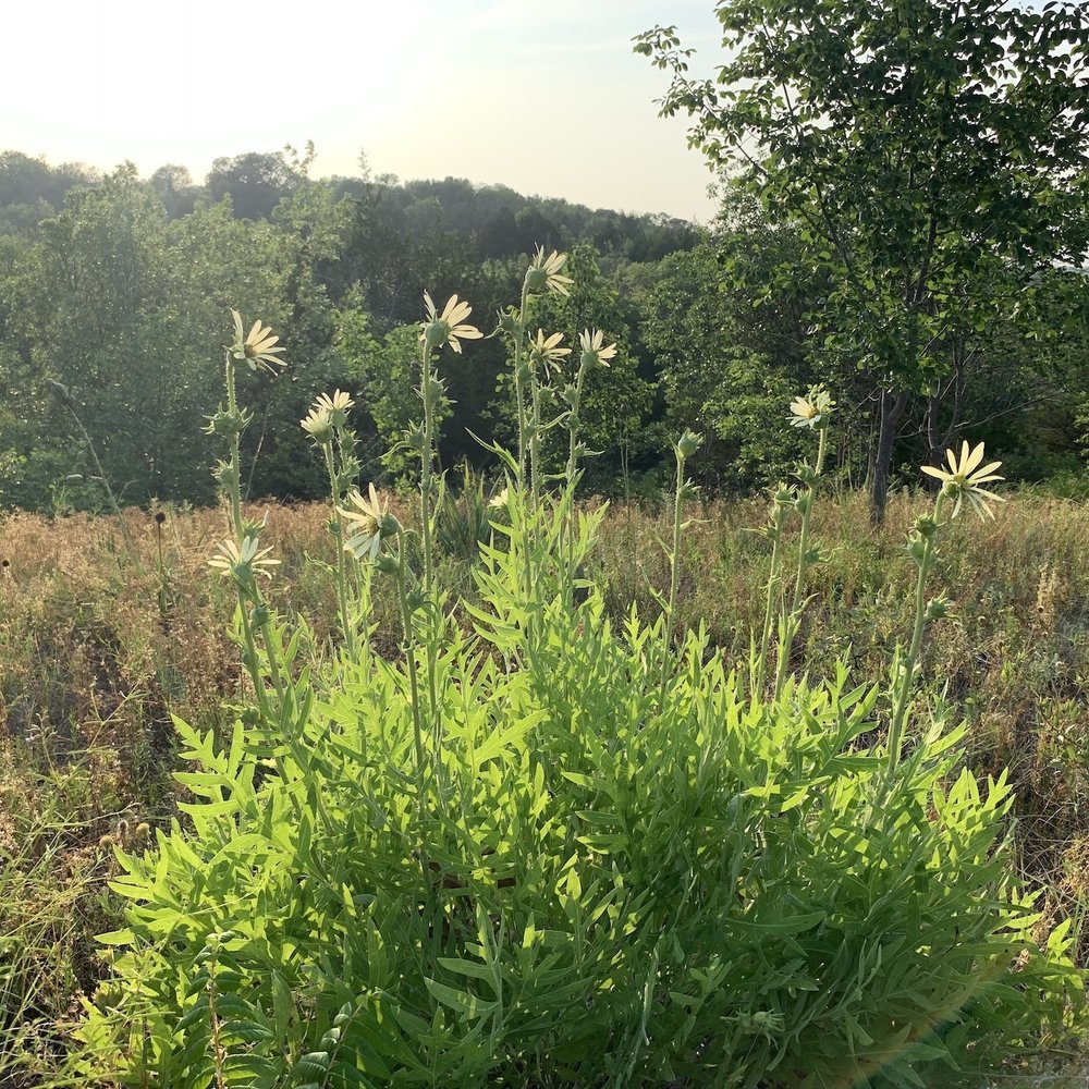   White Rosinweed  ( Silphium albiflorum ). In some soil types it grows very tall. In others, very stubby. 