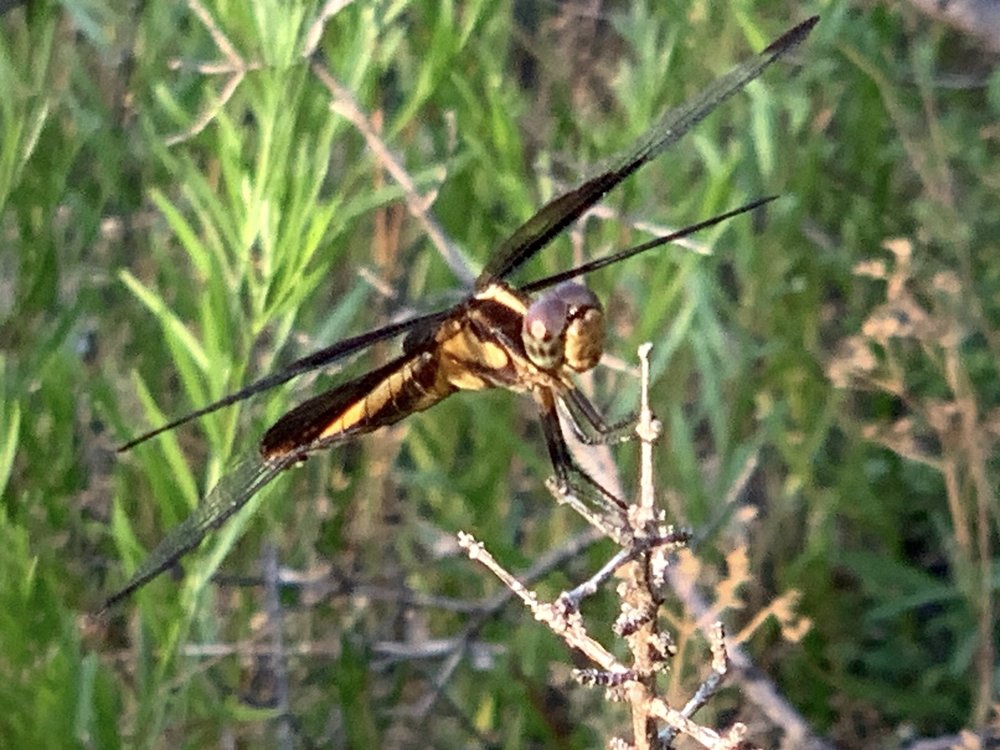  This  Widow Skimmer Dragonfly   (Libellula luctuosa)  