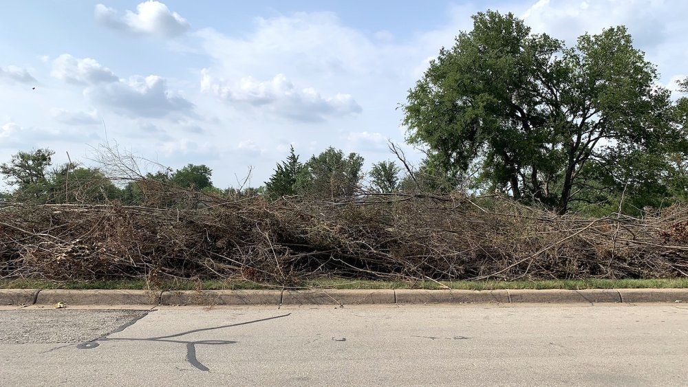  Our privet-eradication project continued throughout June. 