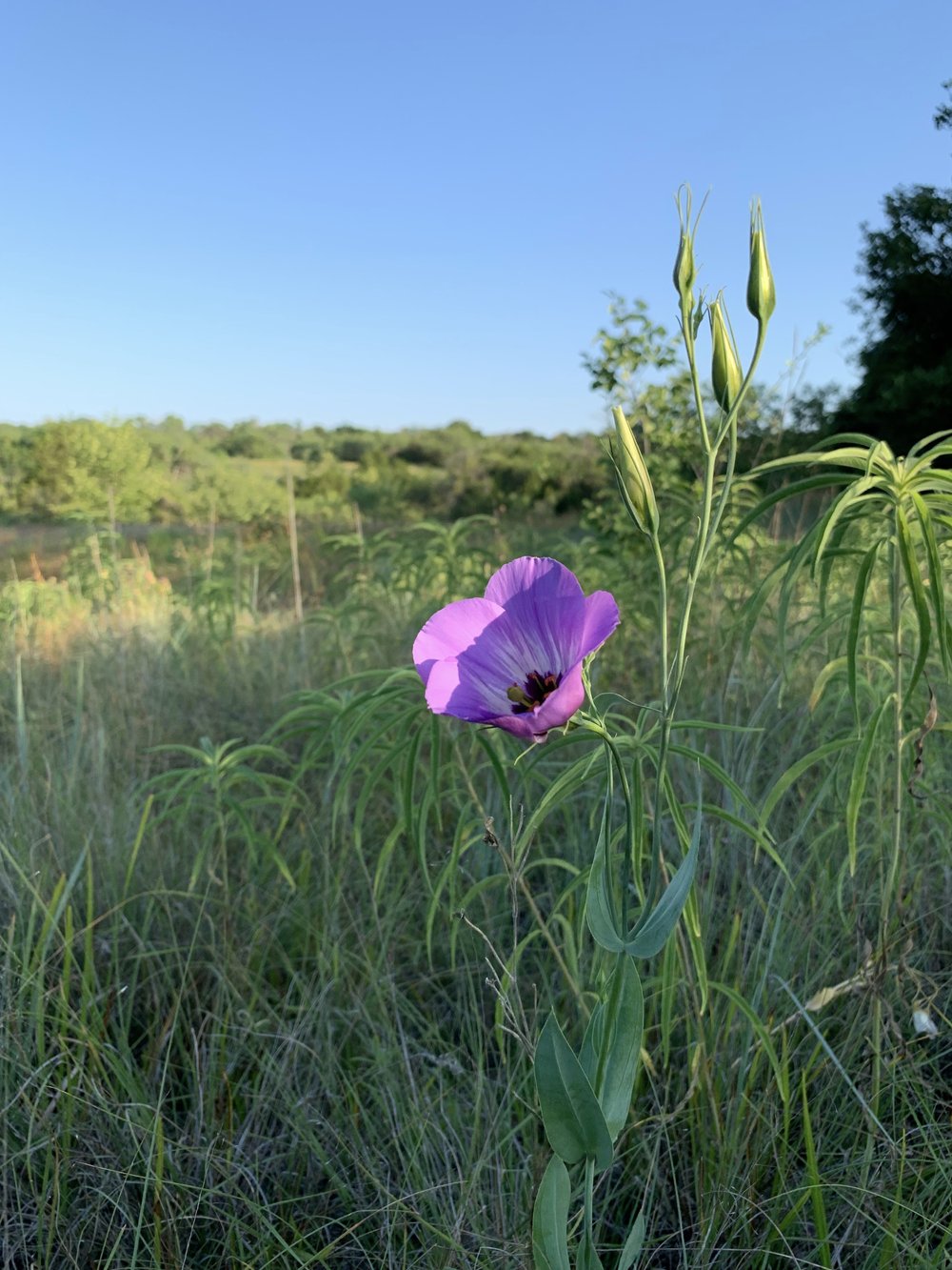  Right on schedule, I came across the first blooms of  Showy Prairie Gentian  ( Eustoma russellianum ) on 6/25. Previously known as Texas Bluebells, they are indeed one of the showiest summer wildflowers.  