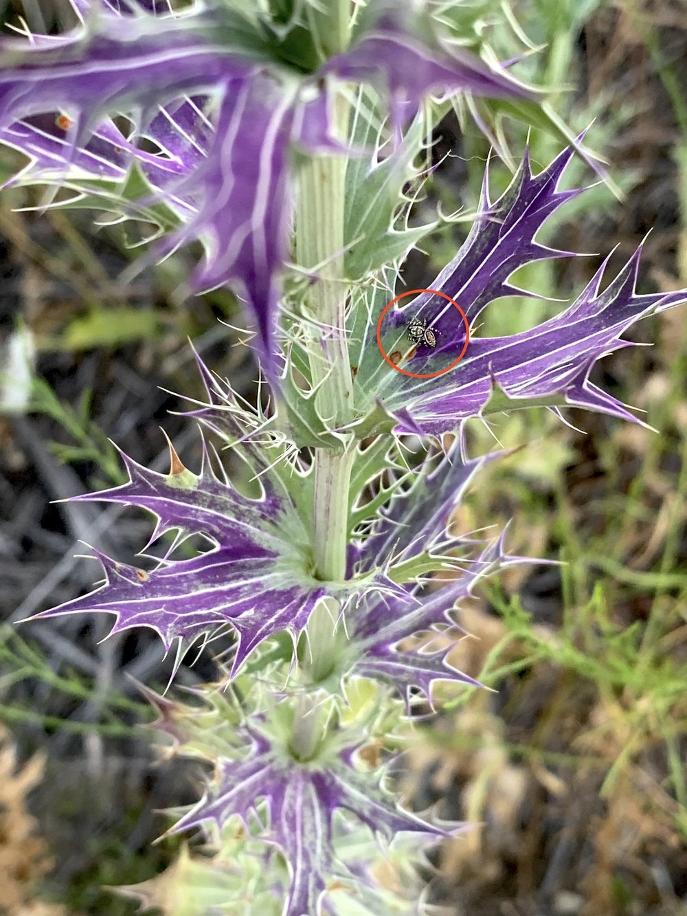   Leavenworth's Eryngo   (Eryngium leavenworthii)  attracts lots of insects both predator and prey. This one has a  Peppered Jumping Spider   (Pelegrina galathea .) 