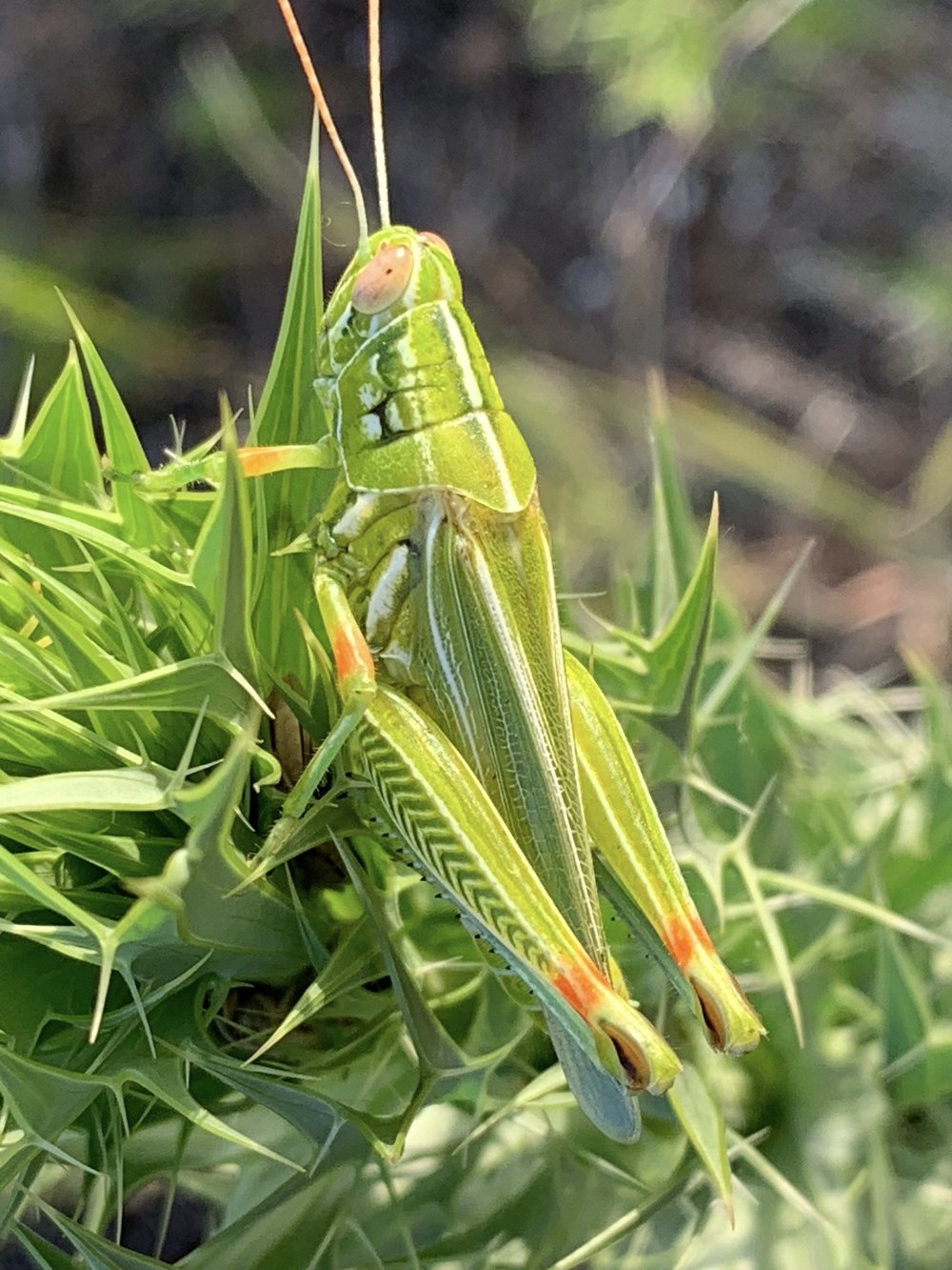   Snakeweed Grasshoppers   (Hesperotettix viridis)  are snappy dressers. 