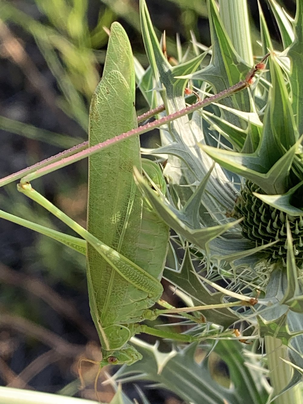 This a very well camouflaged  Scudder's Bush Katydid   (Genus&nbsp;Scudderia)  looking for prey on an Eryngo plant. 