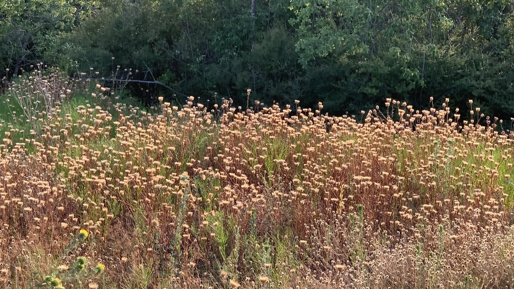 There are large numbers of sun dried  American Basketflowers   (Plectocephalus americanus)  this year. 