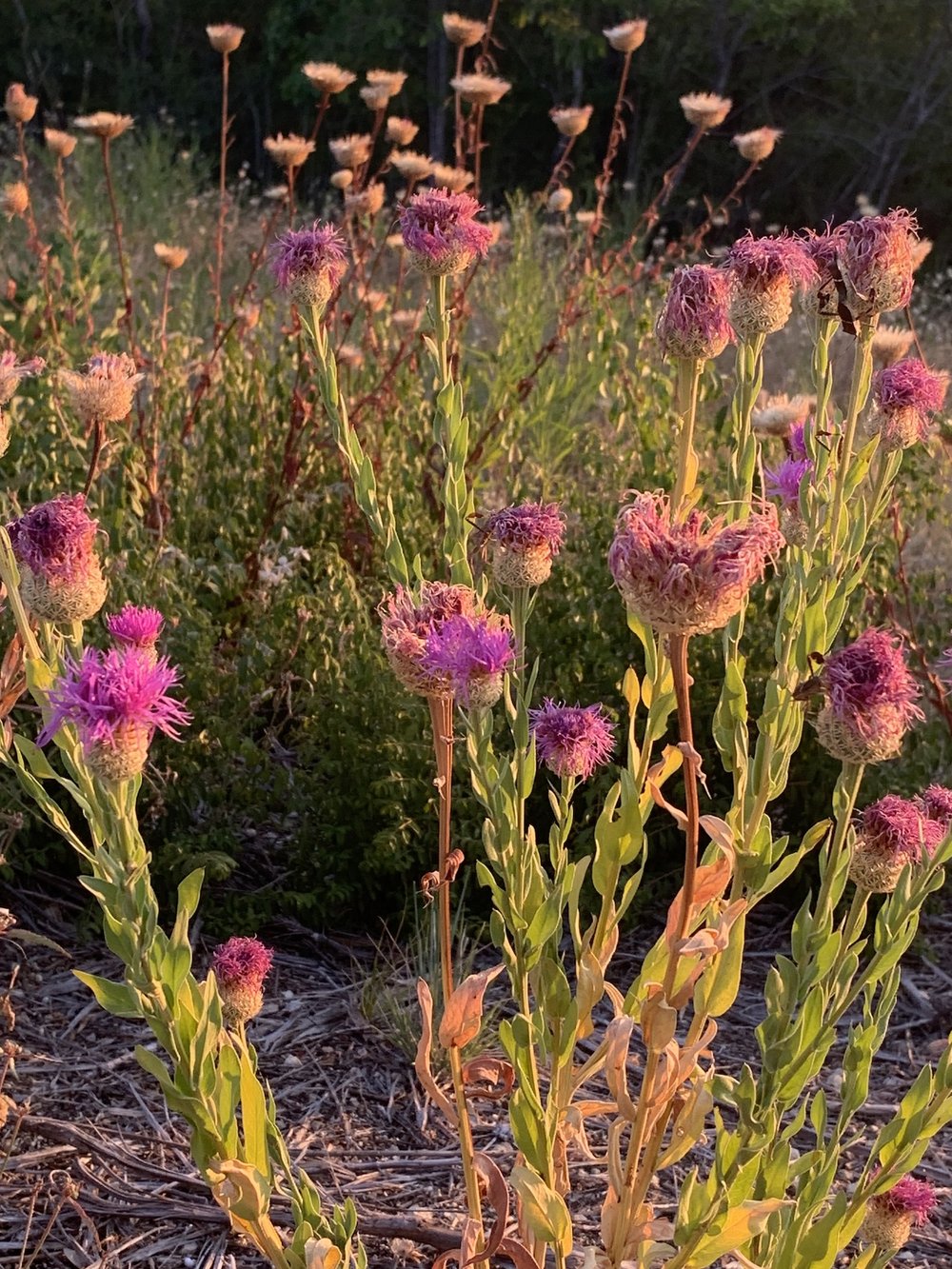  I found one  American Basketflower    plant that retains it’s pink color in late July. 