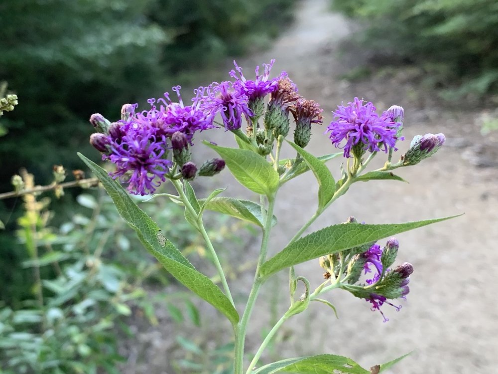   Western Ironweed  ( Vernonia baldwinii ) grows down in the bottoms. 