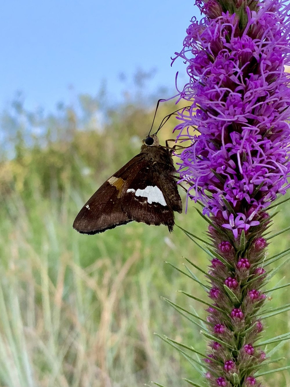   Silver-spotted Skipper Butterfly  ( Epargyreus clarus ) 