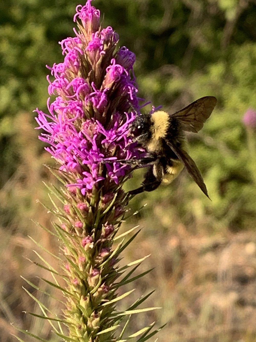   American Bumble Bee   (Bombus pensylvanicus)  