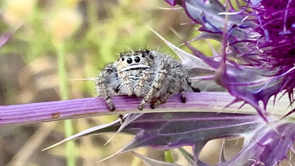   Jumping Spider  ( Phidippus texanus ) hanging out on an Eryngo stem. 