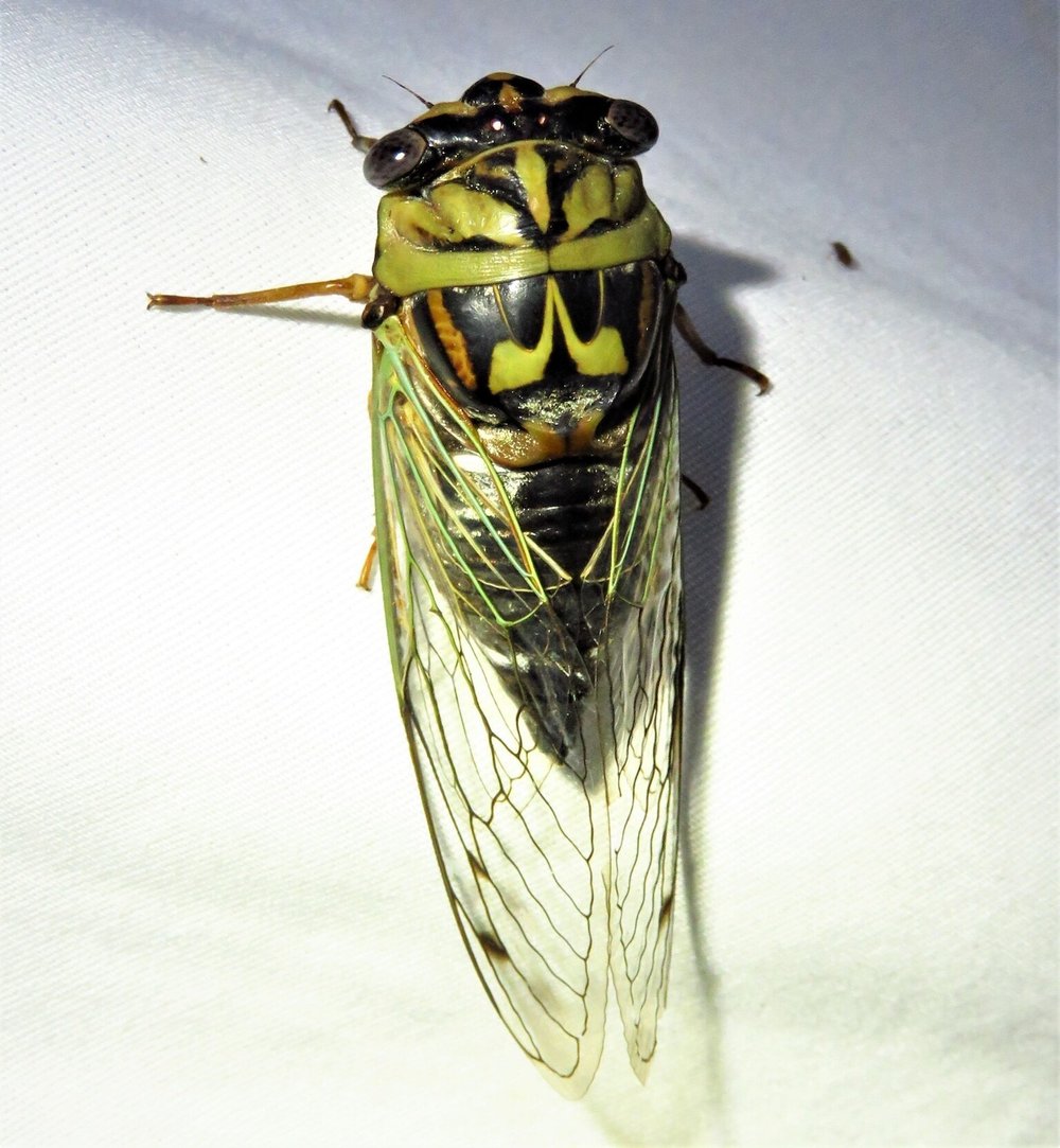   Resh Cicada  ( Megatibicen resh ) photo by, annikaml 