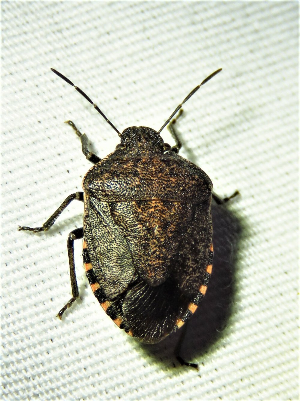  Stink Bug  ( Genus Holcostethus ) photo by, annikaml 