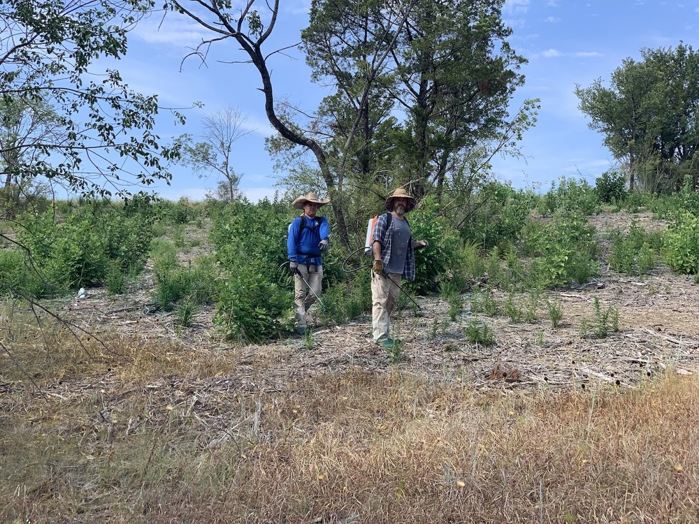  Cody and Matt worked hard in the summer heat doing targeted spraying of privet and Ash tree re-sprouts. 