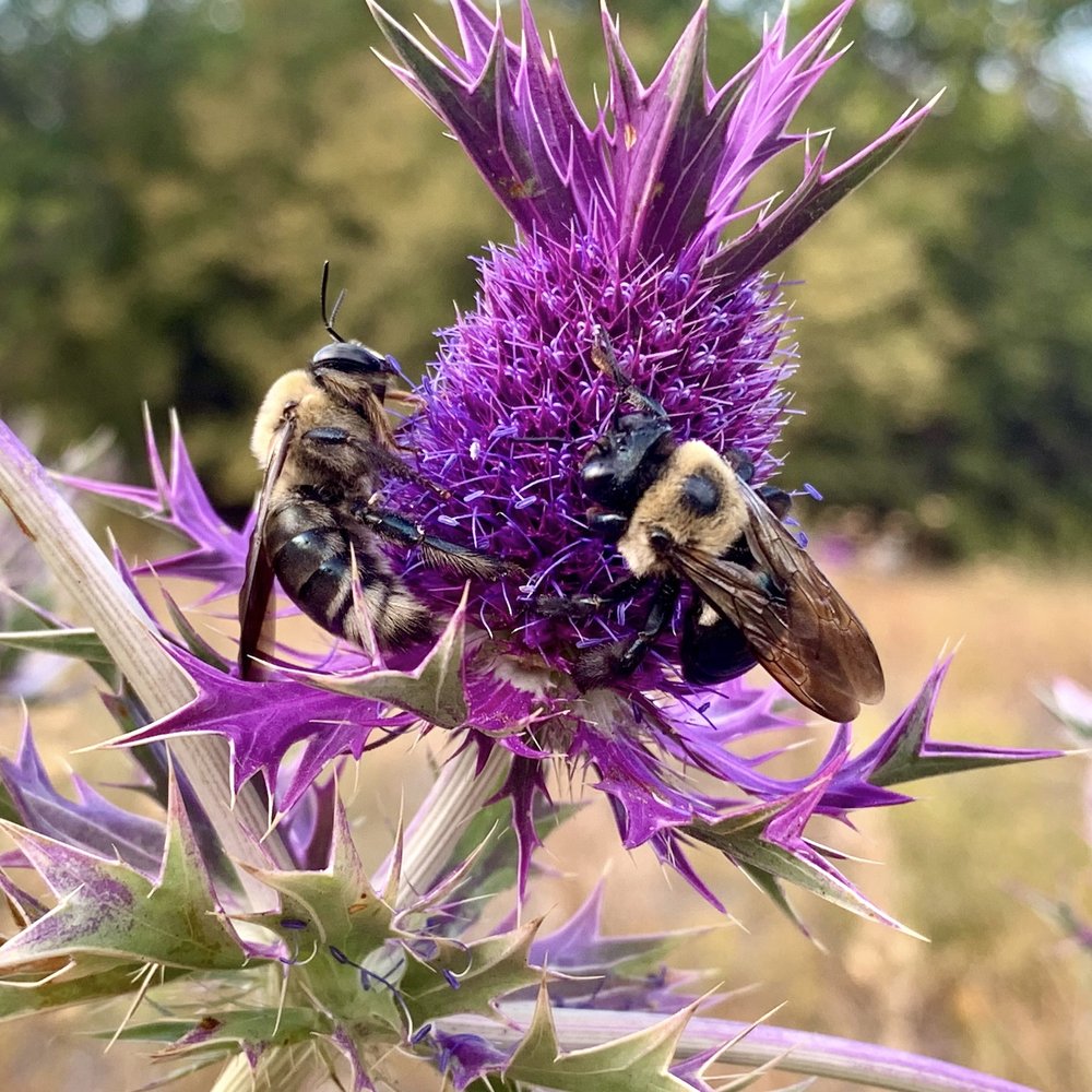   Eastern Carpenter Bees  ( Xylocopa virginica ) who often sleepover on Eryngo plants risk being prey for Mantis and Spiders. 