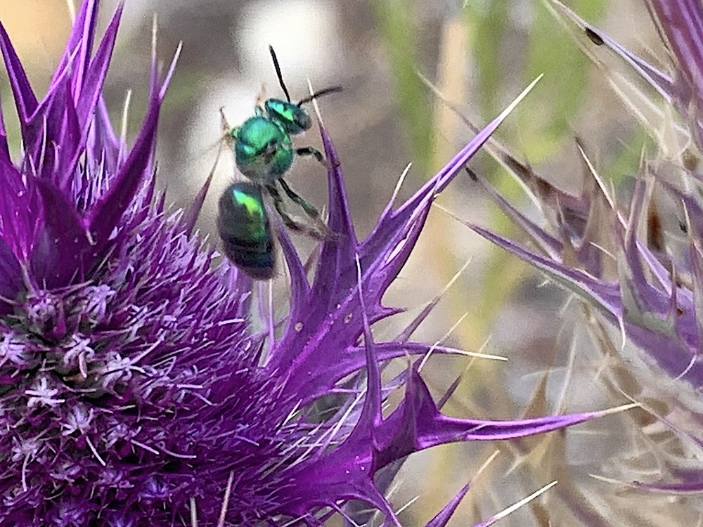   Sweat Bees  are just one of many species who feed on Eryngo in late summer. 