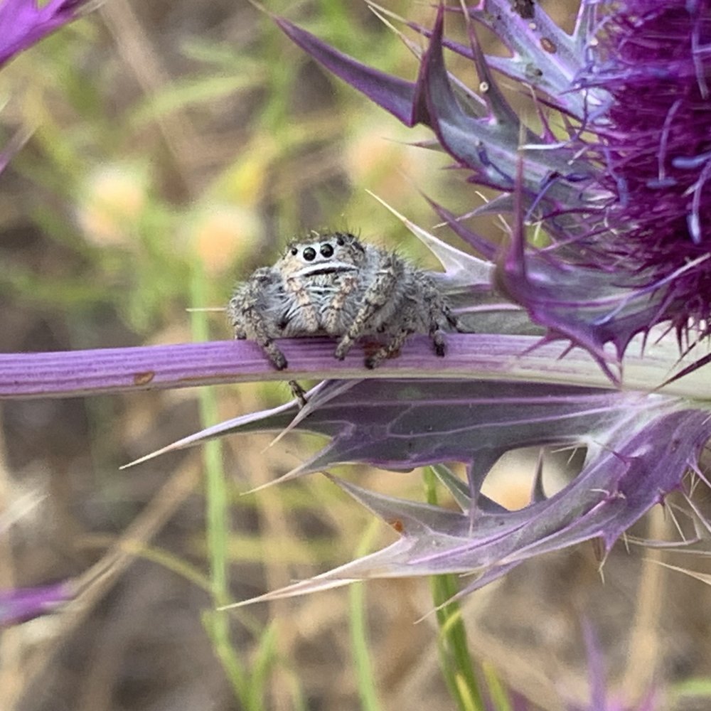   Jumping Spiders  ( Phidippus texanus ) make cottonball-like nests on Eryngo plants and feed on various insects. 