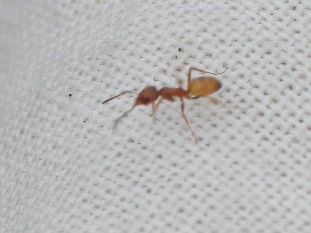   High Noon Ant  ( Forelius pruinosus ). Photo by, Sam Kieschnick 