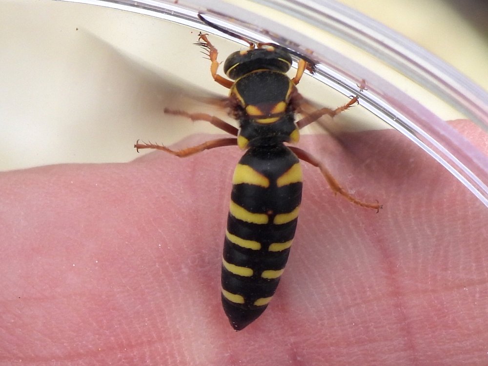   Sand Wasp  ( Bicyrtes insidiatrix ) 