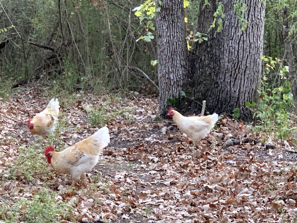  Chickens are new, if short-lived, species for Tandy Hills. 