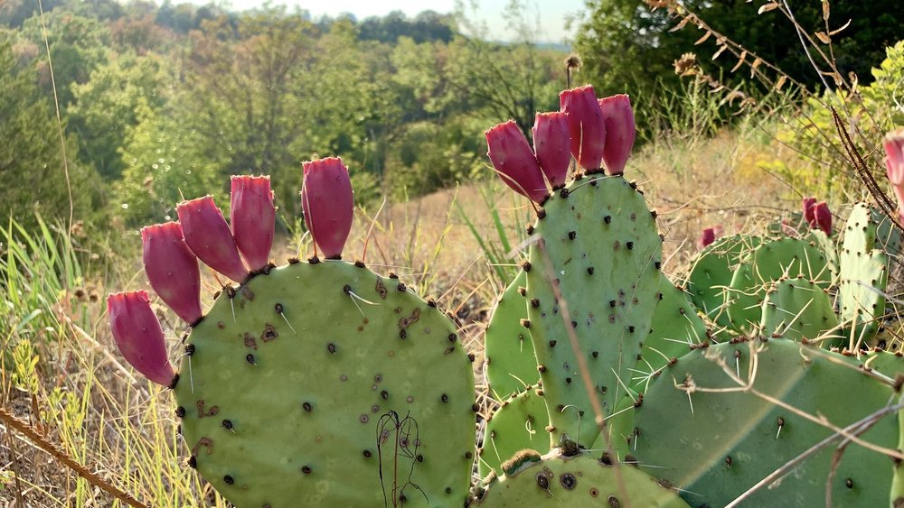  Prickly Pear tunas brightening the day. 