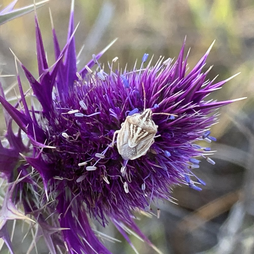  This  Stink Bug  ( Trichopepla semivittata ) is one of many insect species found on Eryngo plants. 