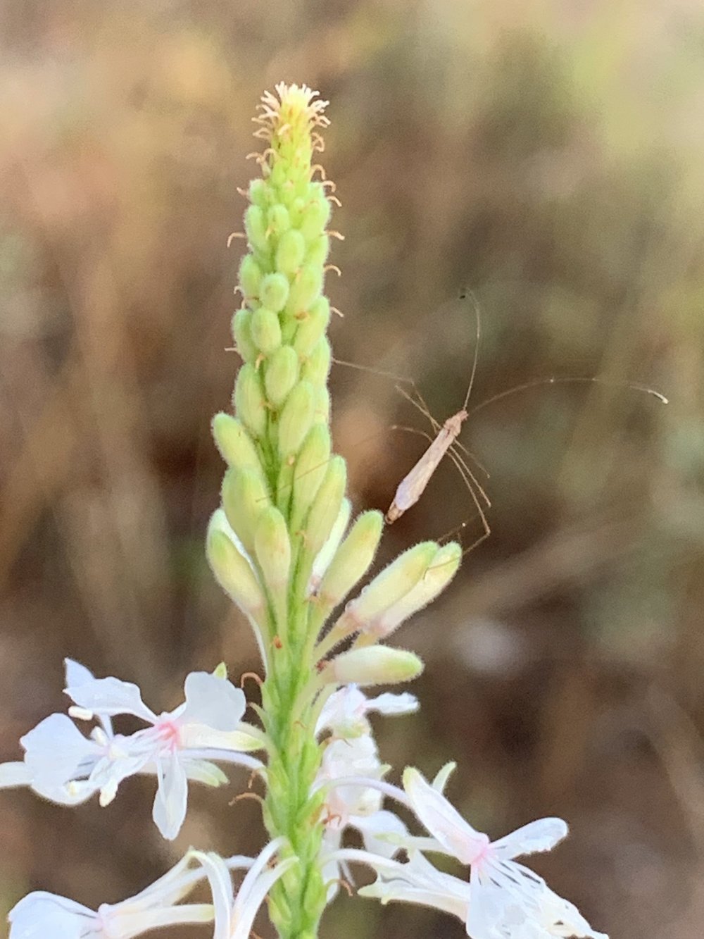   Stilt Bugs  are often found on  False Gaura  plants. 