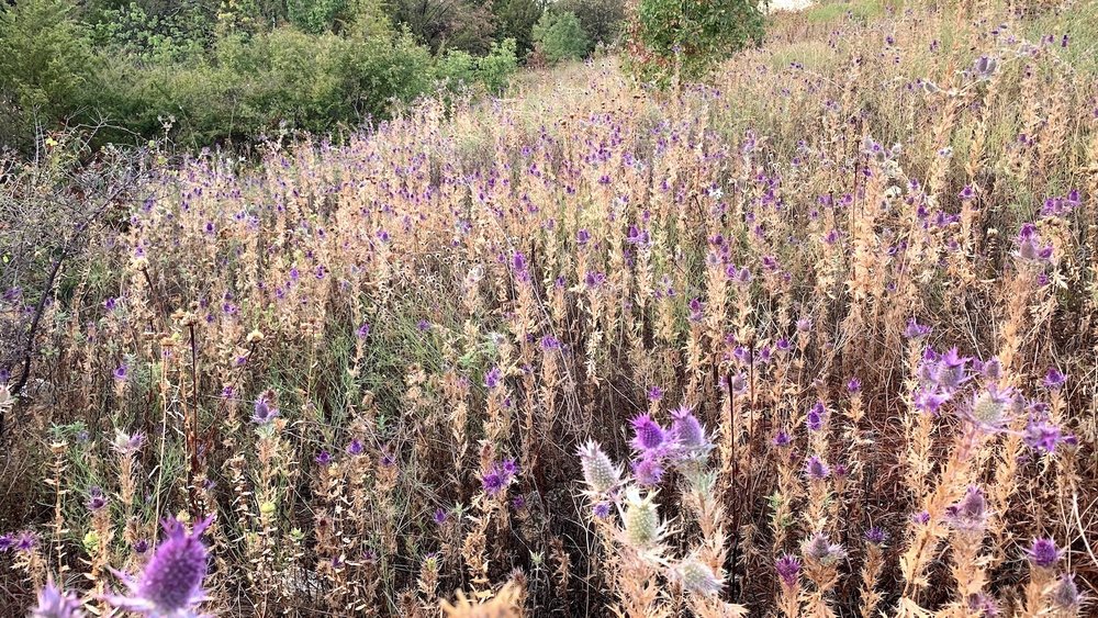  This is a very large patch of  Eryngo  wildflowers. 