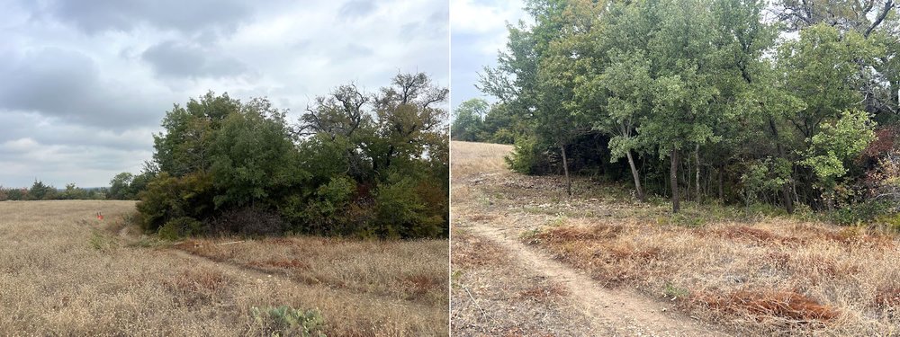  Before and After Privet removal. 