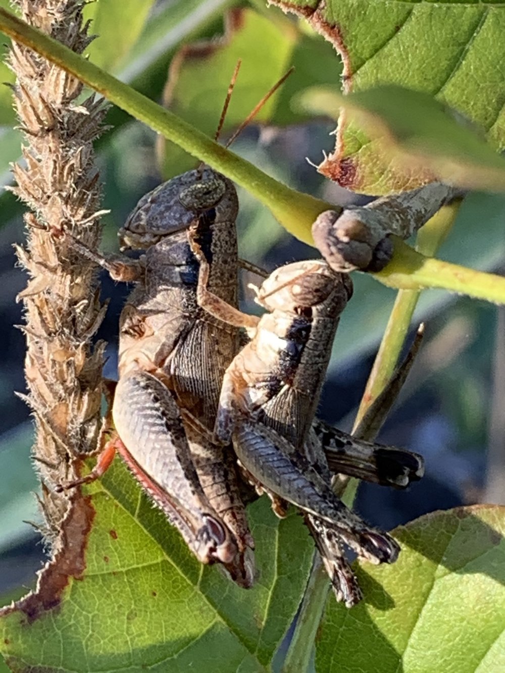   Aztec Spur-throated Grasshopper  ( Aidemona azteca ). Photo by, DY 