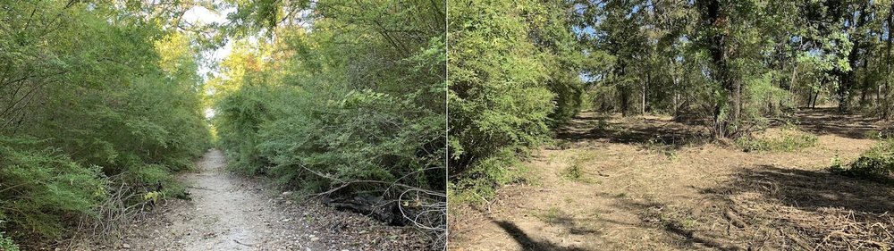  Before and after pics of the cleared area reveals a shaded canopy of large trees that have not been seen up close for decades. 