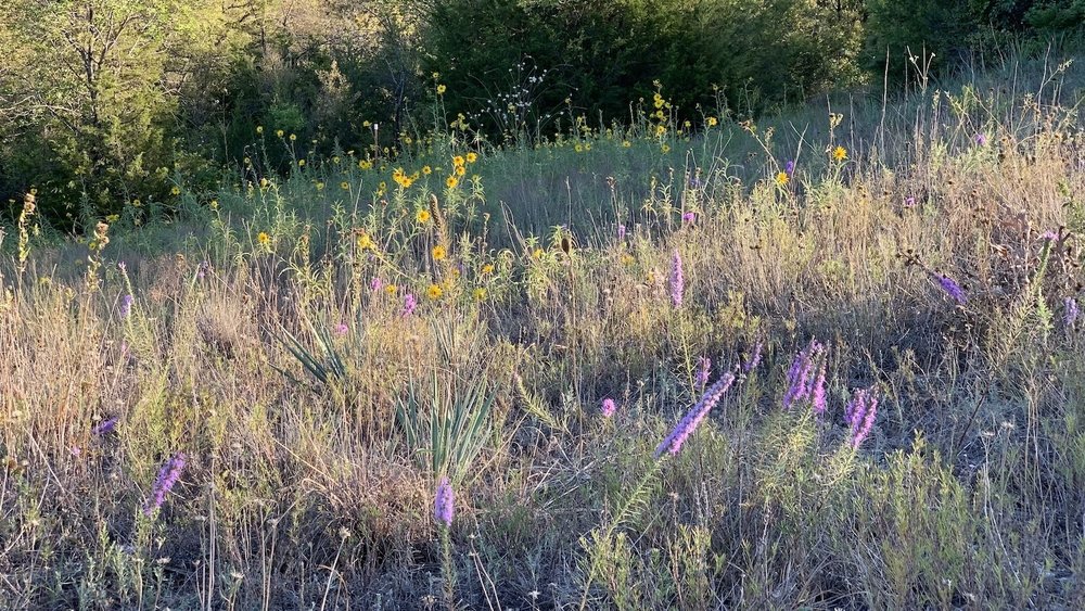   Barbara’s Button Hill , has an underground seep that helps the wildflowers grow in abundance. 