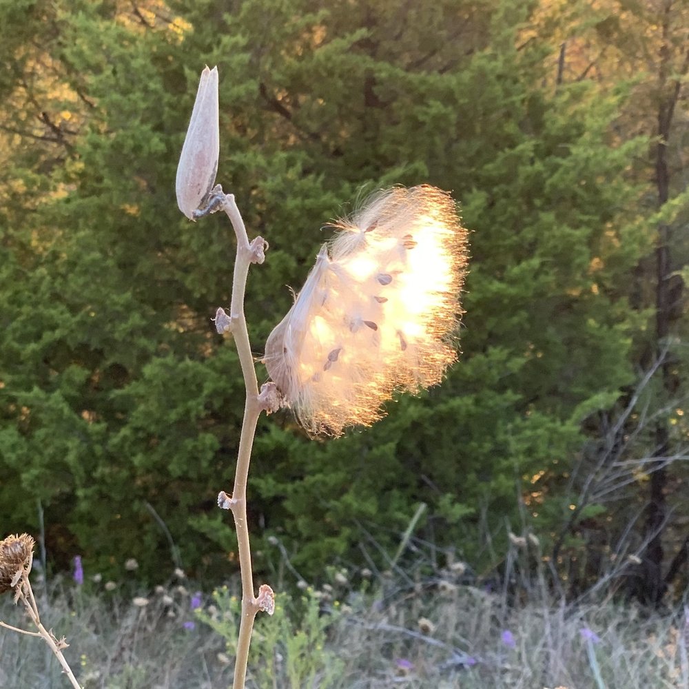   Green Comet Milkweed  ( Asclepias viridiflora ) seeds being released and lit up by the Sun on October 8th. 