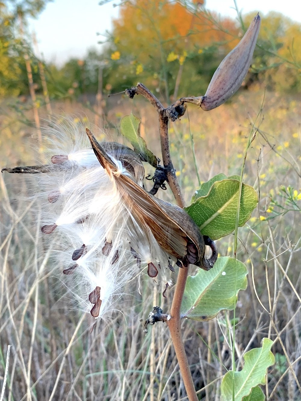  Another view of  Green Comet Milkweed  ( Asclepias viridiflora ) seed dispersal. 