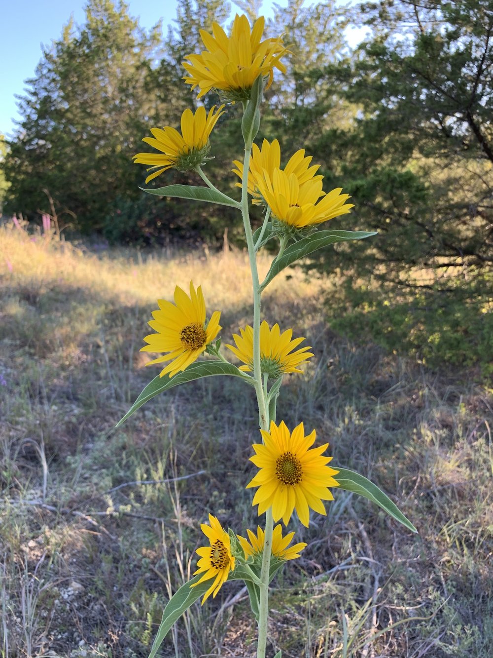   Maximilian Sunflowers  ( Helianthus maximiliani ) are well-represented on the fall prairie. 